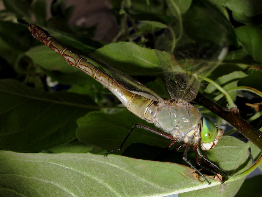 identificazione Anax ... parthenope